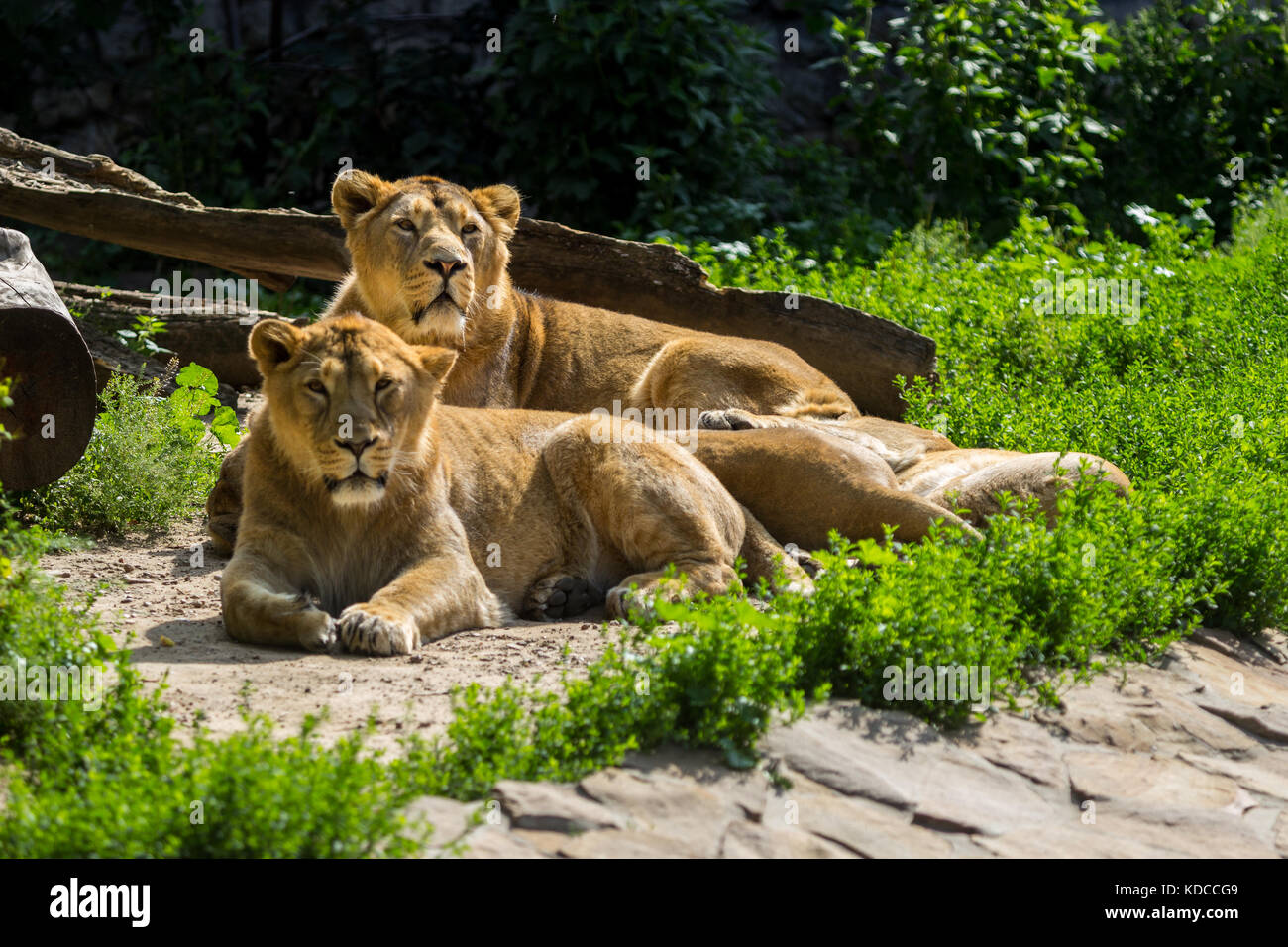 Lion pride riposa dopo la caccia, maschio e femmina asiatica di Lion Foto Stock