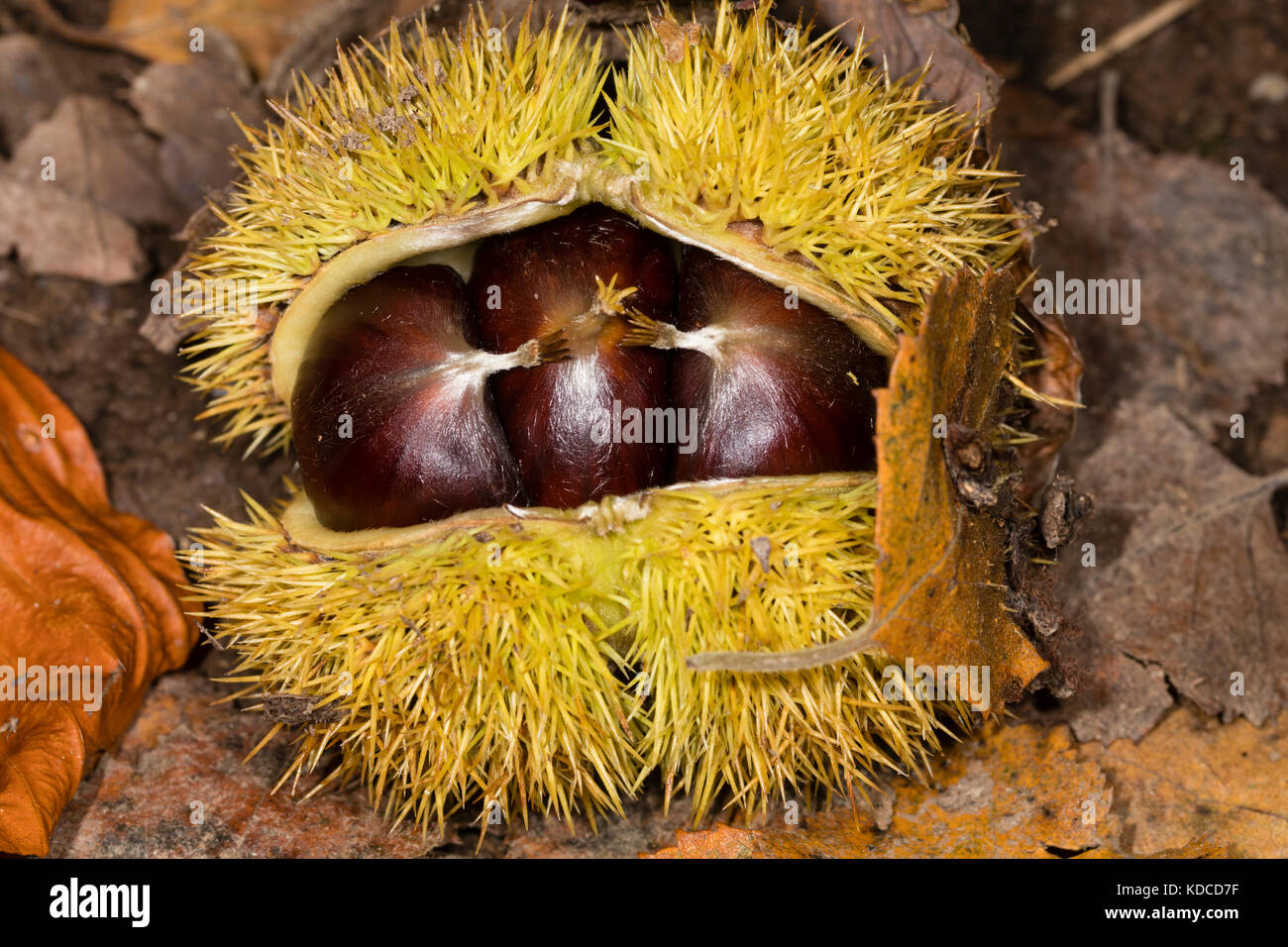 Appena scesi cupule spinoso di Castanea sativa caso con tre prodotti commestibili sweet chestnut dadi all'interno Foto Stock