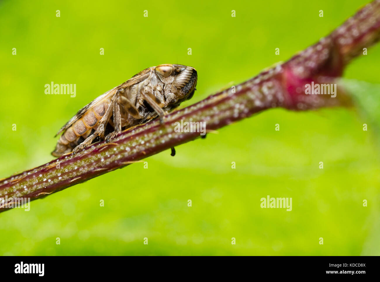 Adulto del comune, froghopper Philaenus spumarius, un bug Hemipteran, girato dalla parte inferiore Foto Stock