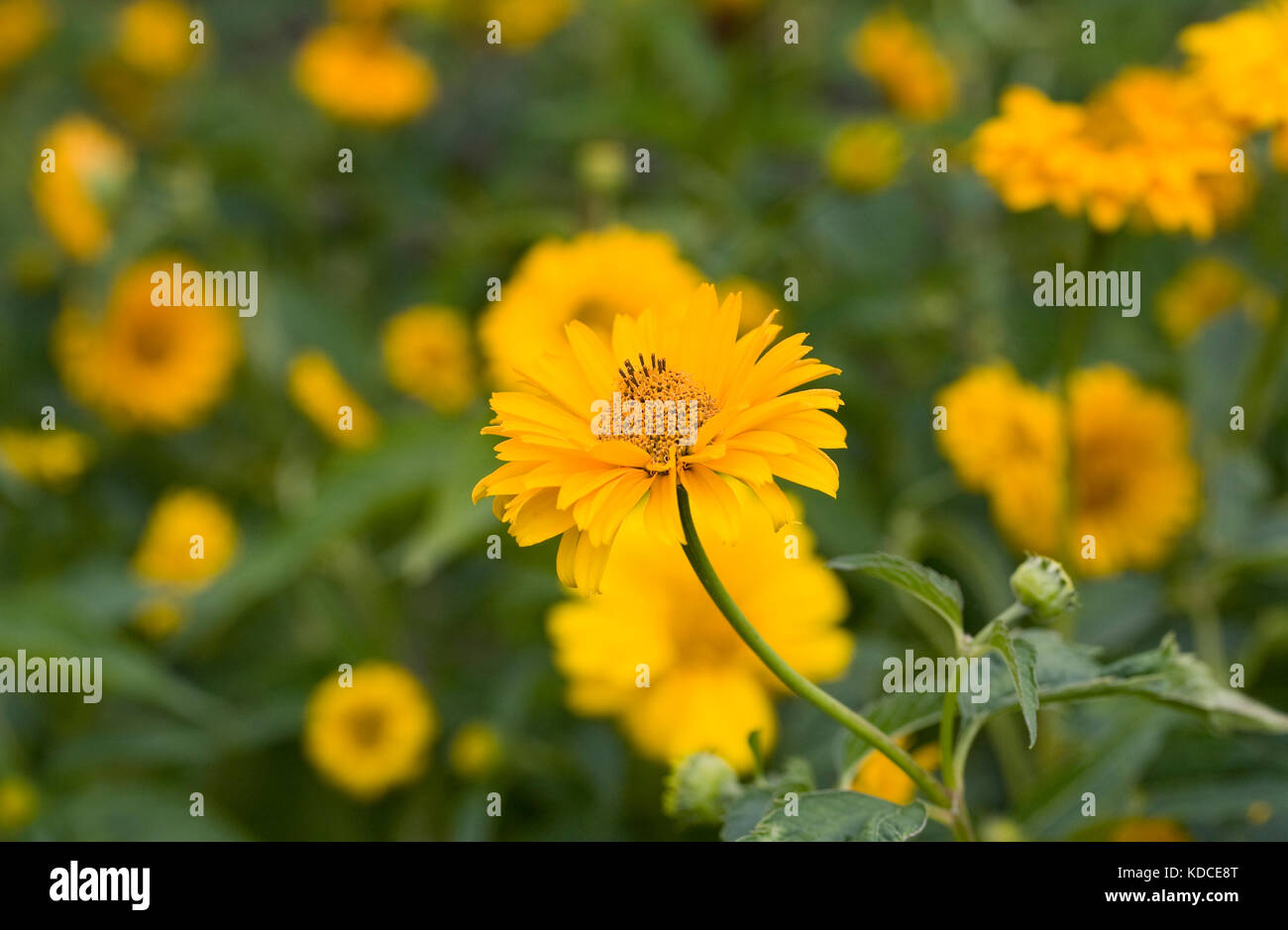 Coreopsis fiori. Foto Stock