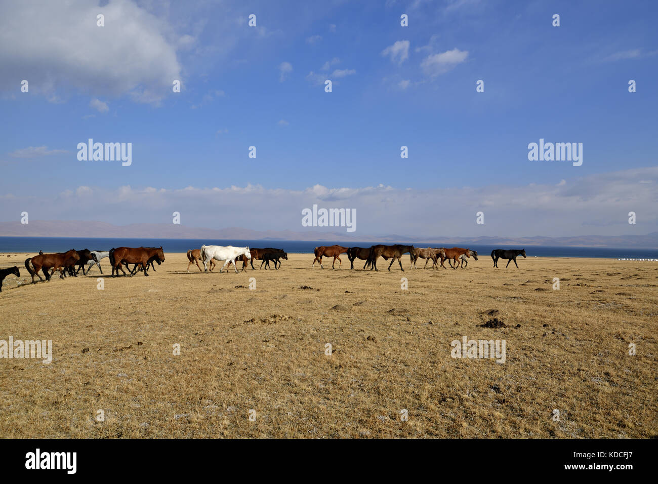 Wild Horse,Kirghizistan, in Asia centrale Foto Stock