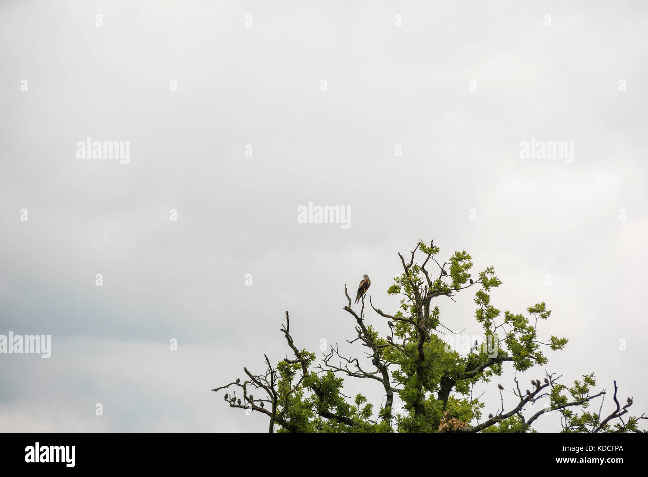 Stormo di storni - Gli uccelli di migrazione su albero Foto Stock