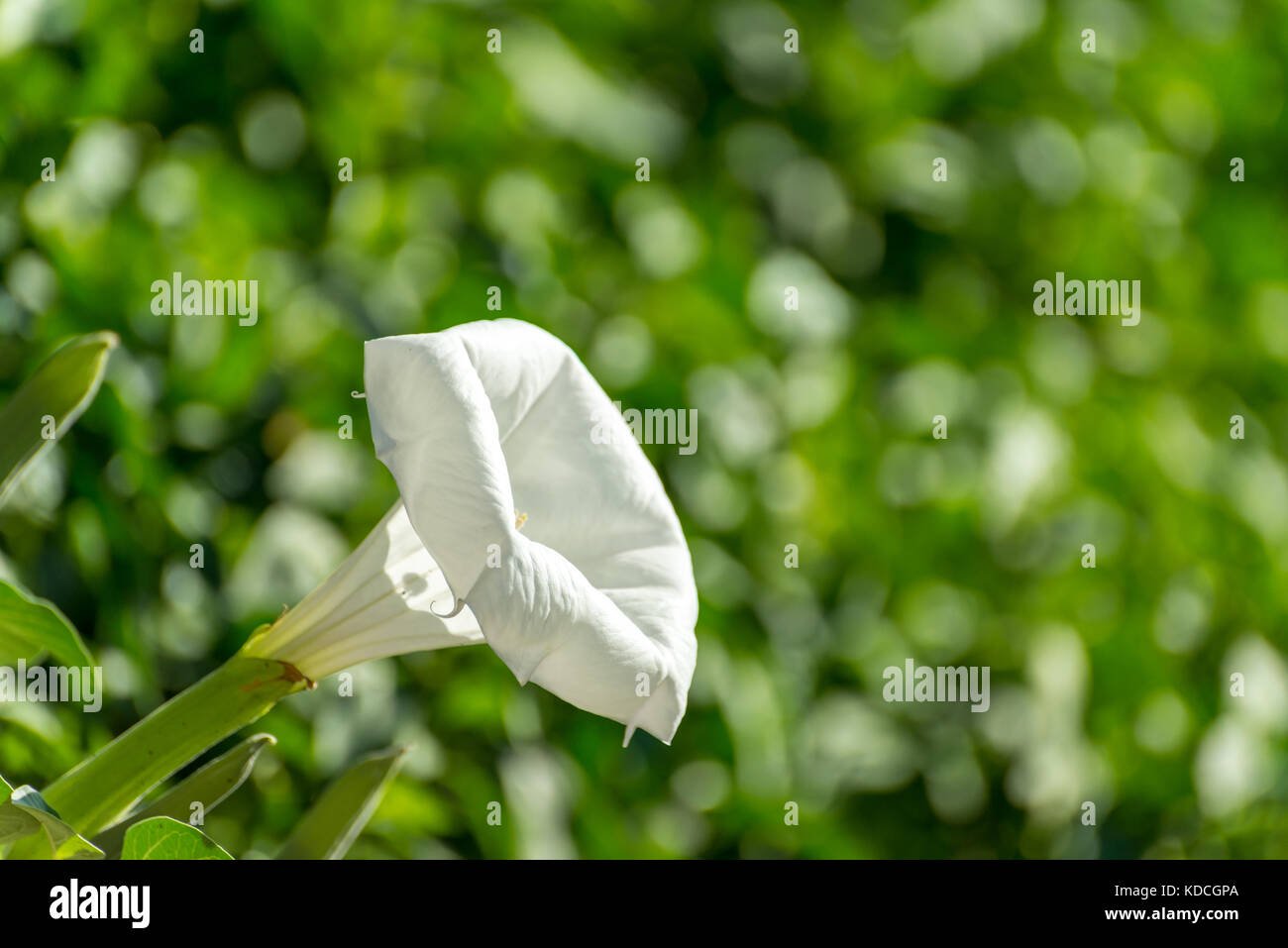 Datura Foto Stock