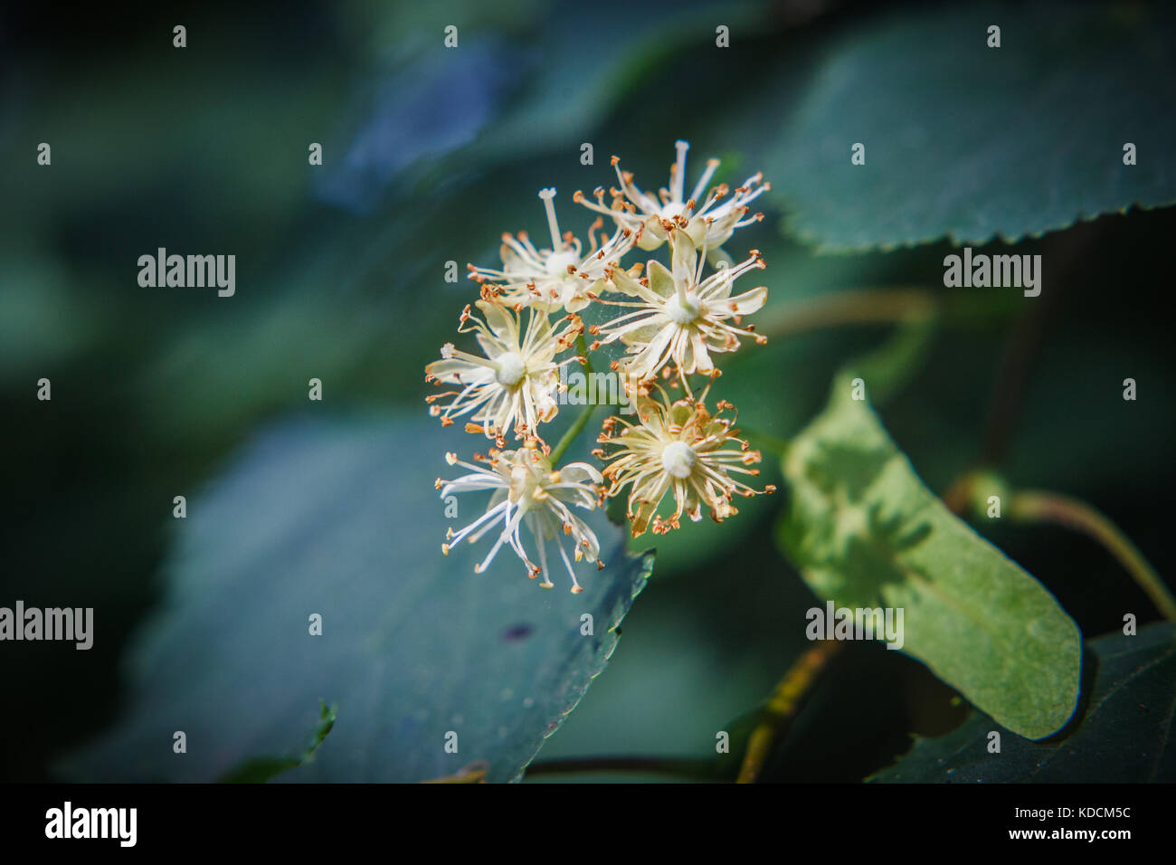 Di piccole dimensioni e di colore bianco fiori di tiglio con pistilli e stami e foglie verdi Foto Stock