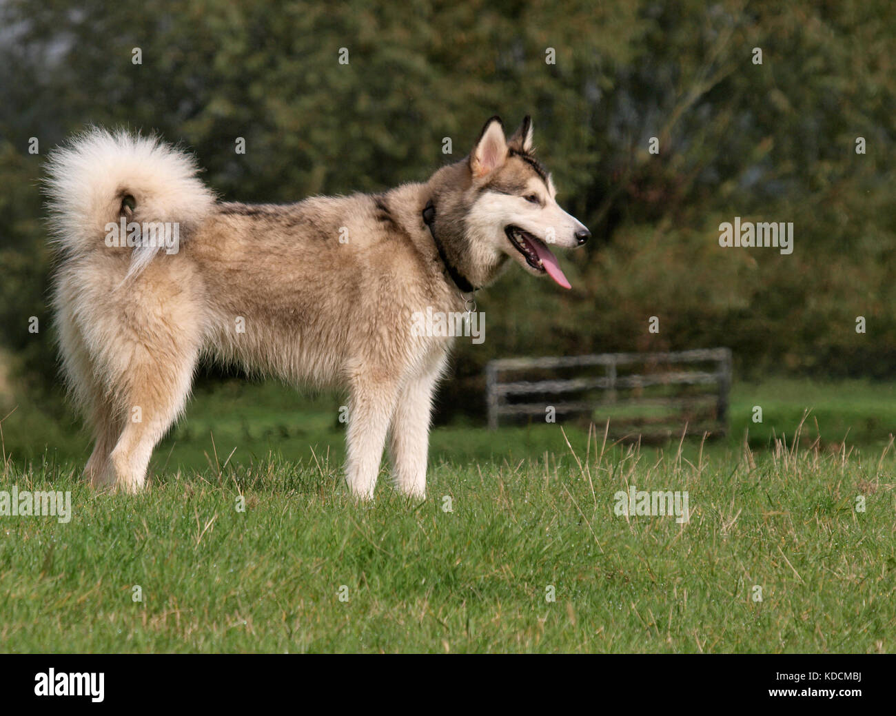 Femmina alaskan malamute cane, Regno Unito Foto Stock