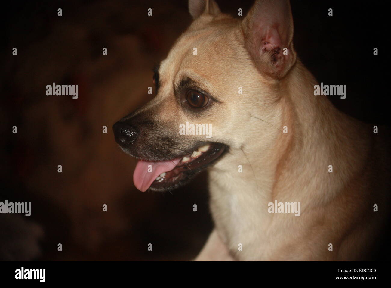 Egli è sempre per le foto, guarda di un cucciolo amorevole chihuahua Foto Stock