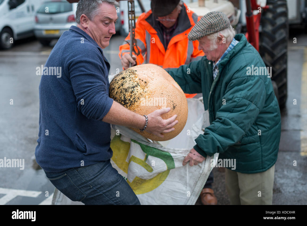 Dopo aver pesato un uomo fa fatica a tenere una grande zucca come egli ritorna all'area di visualizzazione in zucca annuale pesare a Steyning agricoltori M Foto Stock