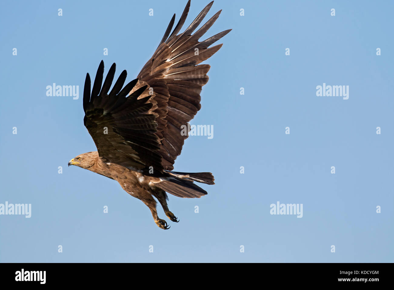 Lesser spotted (Aquila clanga pomarina / Aquila pomarina) in volo contro il cielo blu Foto Stock