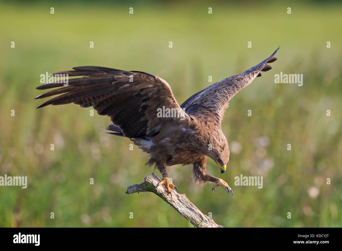 Lesser spotted (Aquila clanga pomarina / Aquila pomarina) lo sbarco sul ramo in Prato Foto Stock