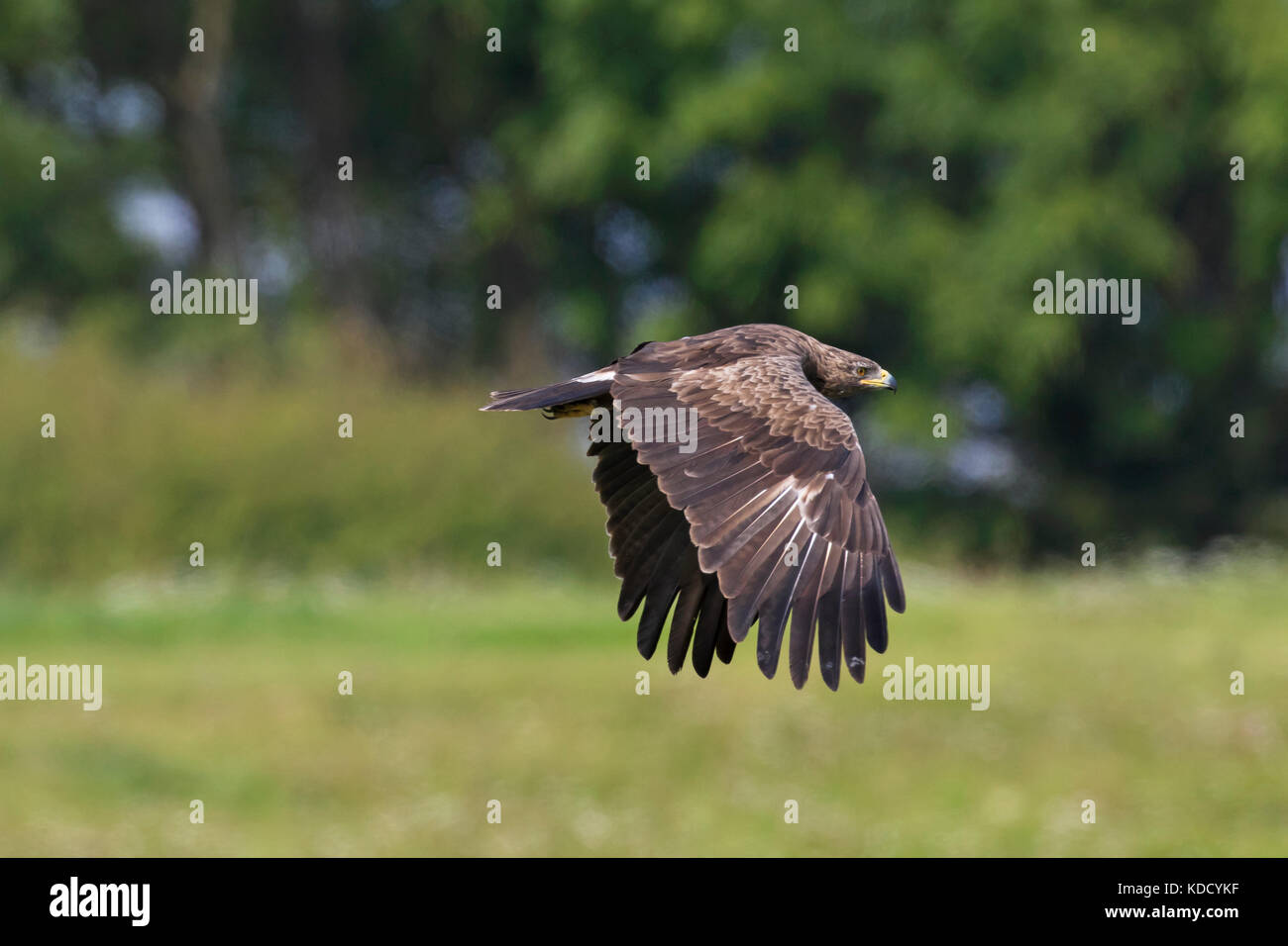 Lesser spotted (Aquila clanga pomarina / Aquila pomarina) in volo sopra la prateria a forest's edge Foto Stock