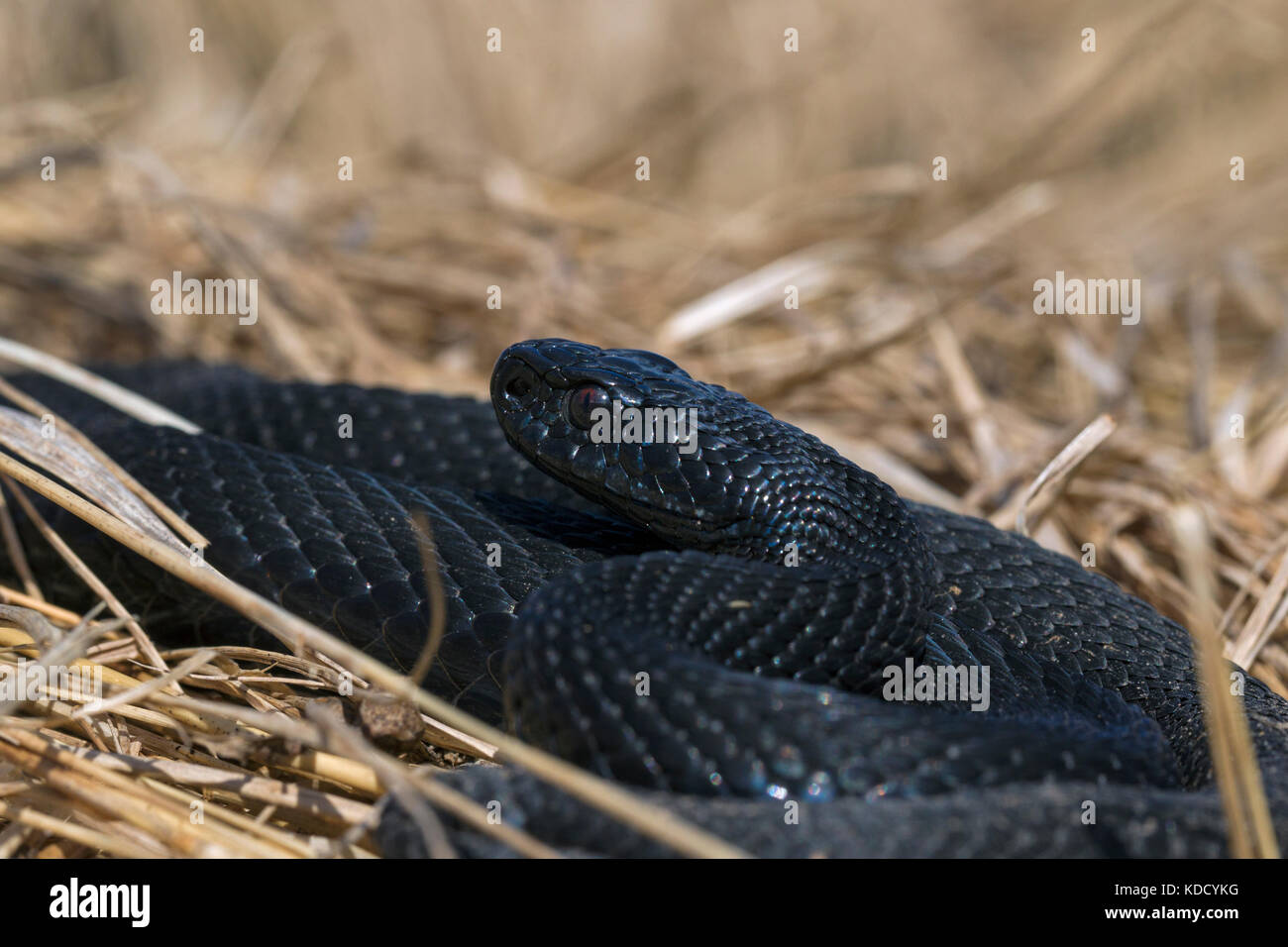 Politica europea comune in materia di sommatore / Politica europea comune in materia di Viper (Vipera berus) completamente scura femmina melanistic manca qualsiasi apparente pattern dorsale Foto Stock