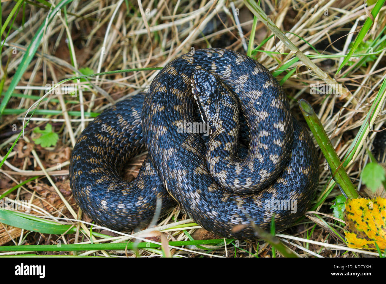 Politica europea comune in materia di sommatore / Politica europea comune in materia di Viper (Vipera berus) avvolto a ricciolo femmina mostra pattern dorsale Foto Stock
