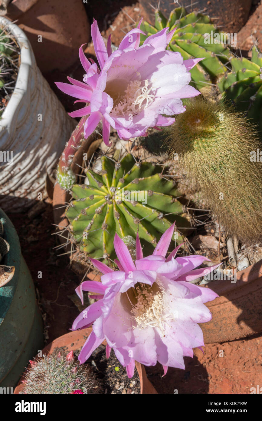 Fiori di Echinopsis oxygona cactus, Arizona, Stati Uniti d'America Foto Stock