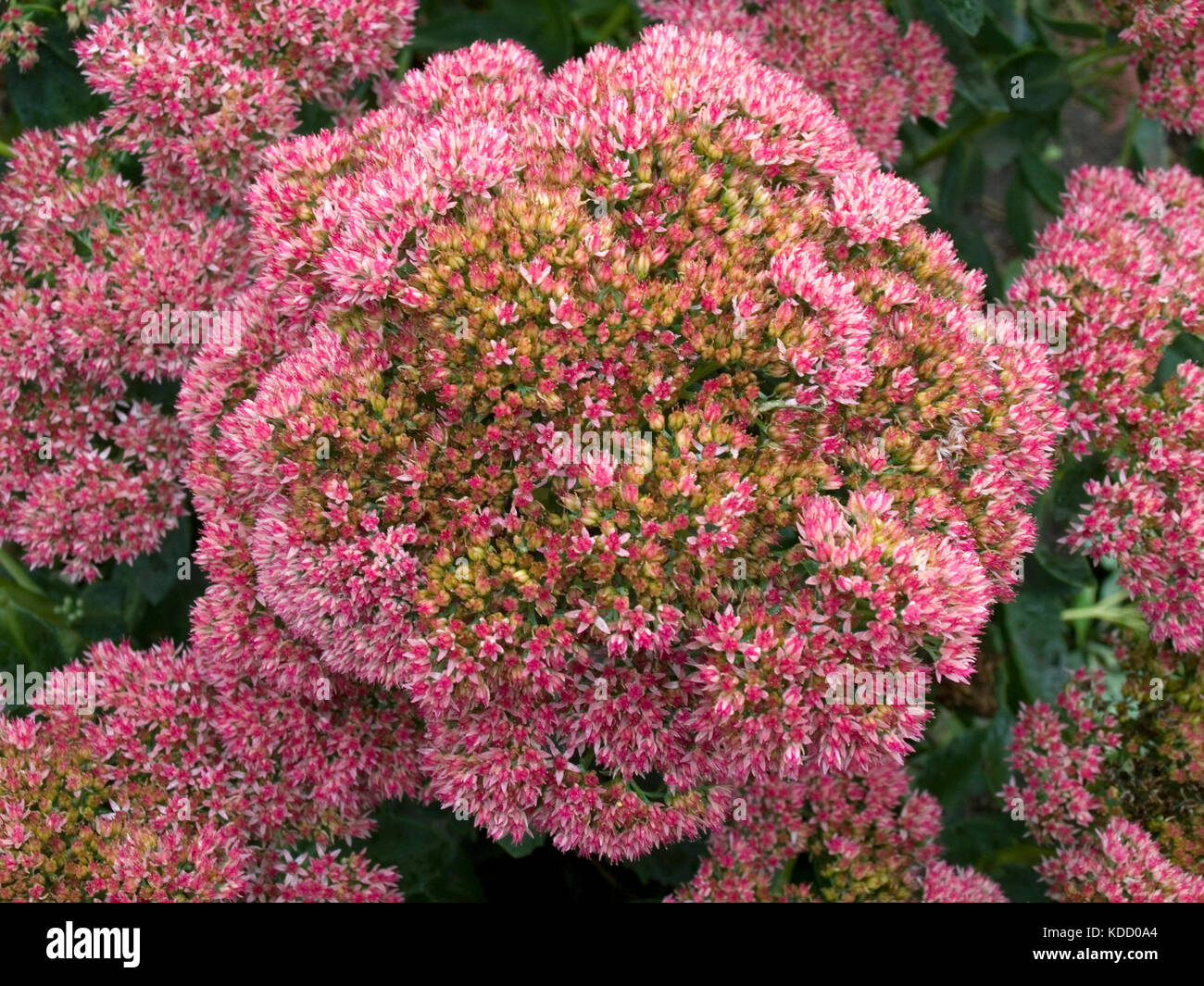 Vistosi fiori stonecrop Foto Stock