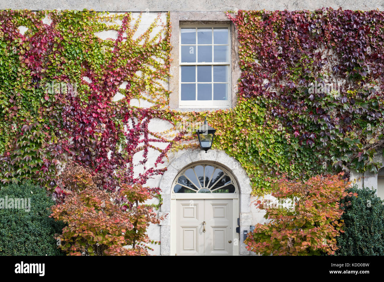 Parthenocissus tricuspidata. Giapponese / superriduttore Boston Ivy sull'esterno di una casa di città. Lechlade sul Tamigi, Gloucestershire, Regno Unito Foto Stock