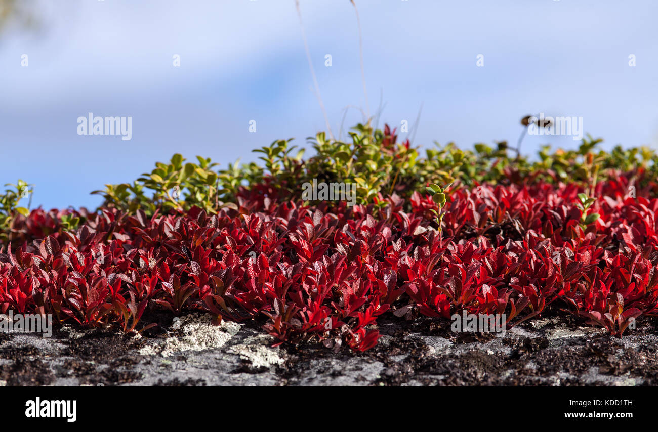 Alpine uva ursina, mountain uva ursina su una rupe di roccia. Foto Stock