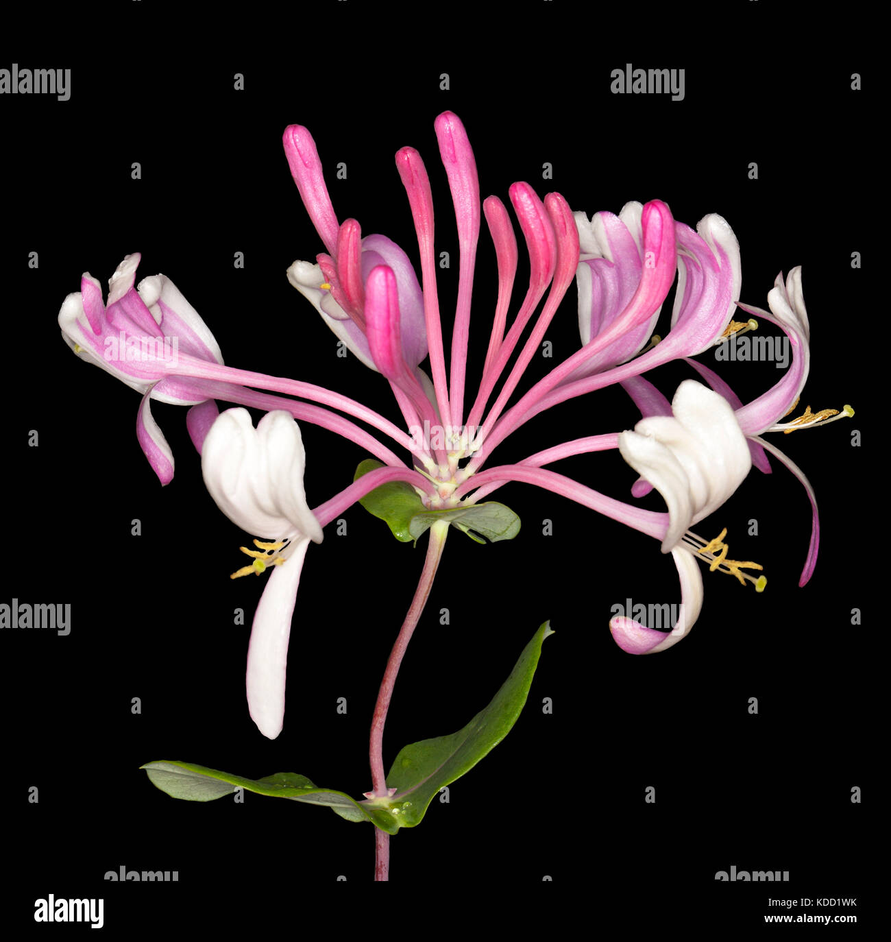 Cluster di bella deep rosa e bianco profumato i fiori della pianta rampicante, caprifoglio, lonicera x heckrottii 'petardo', su sfondo nero Foto Stock