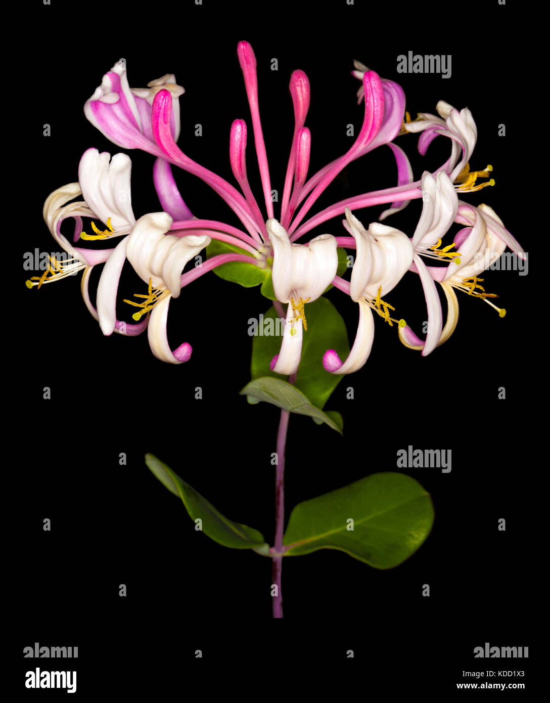 Cluster di bella deep rosa e bianco profumato i fiori della pianta rampicante, caprifoglio, lonicera x heckrottii 'petardo', su sfondo nero Foto Stock