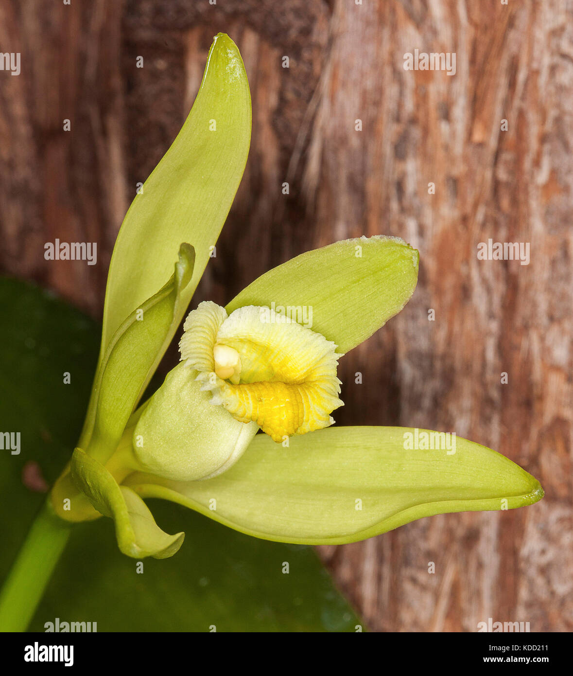 Bella giallo pallido / verde lime fiore di vaniglia orchid, Vanilla planifolia, una pianta rampicante, contro il marrone scuro corteccia del tronco di albero Foto Stock