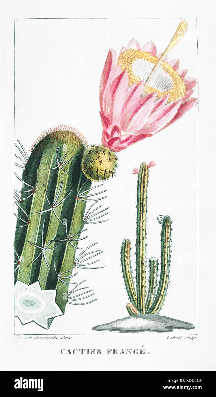 Incisione descourtilz stampa 1833 flore des antilles Foto Stock