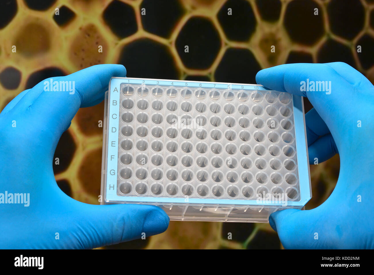 Nella ricerca biotecnologica, l'uso della tecnologia cellulare. Le attrezzature scientifiche del laboratorio biologico. Foto Stock