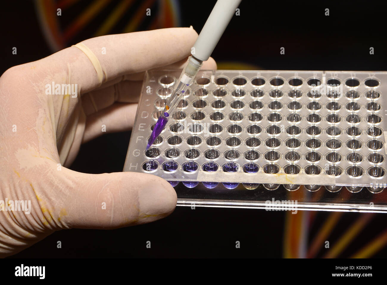 Il test del DNA in laboratorio. Un bene la piastra al ricercatore la mano. Foto Stock