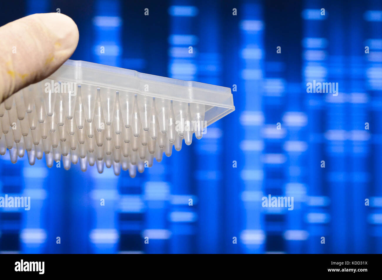 Il test del DNA in laboratorio. Un bene la piastra al ricercatore la mano. Foto Stock