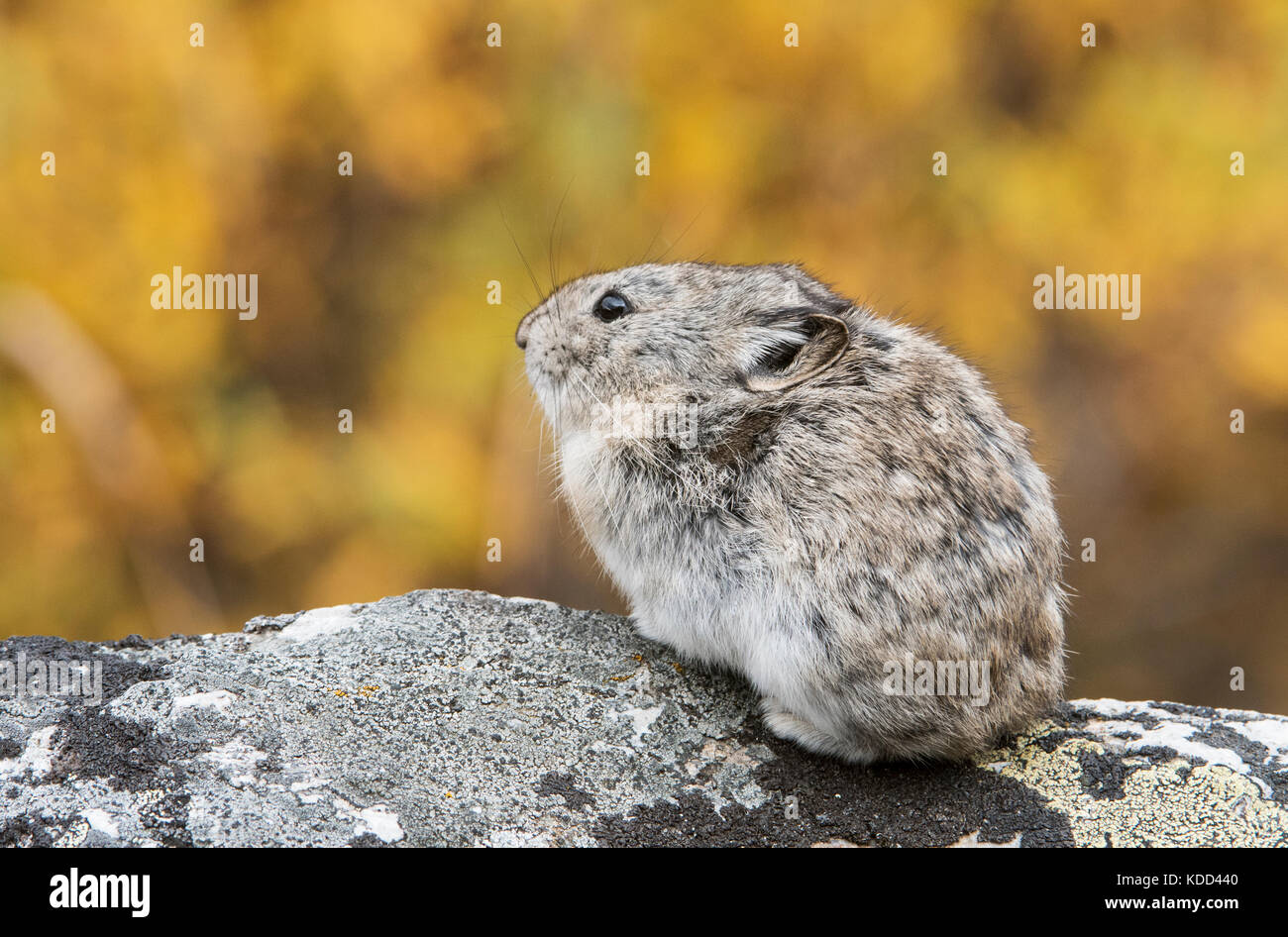 Acciuffato pika (aka rock di coniglio o di coney), il Parco Nazionale di Denali, Alaska Foto Stock
