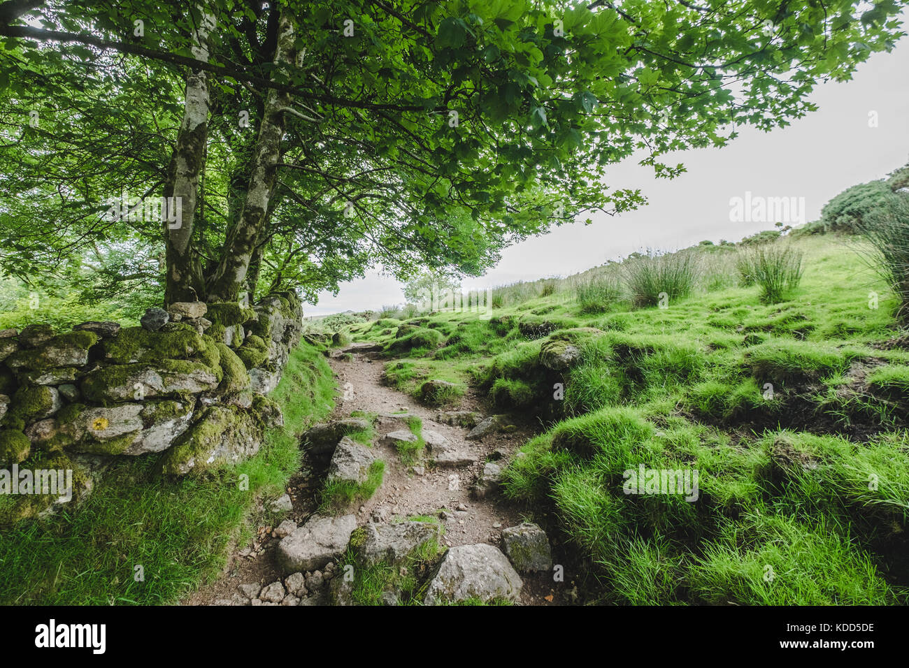 Immagini paesaggistiche di Moorland a Dartmoor, Devon, Regno Unito Foto Stock