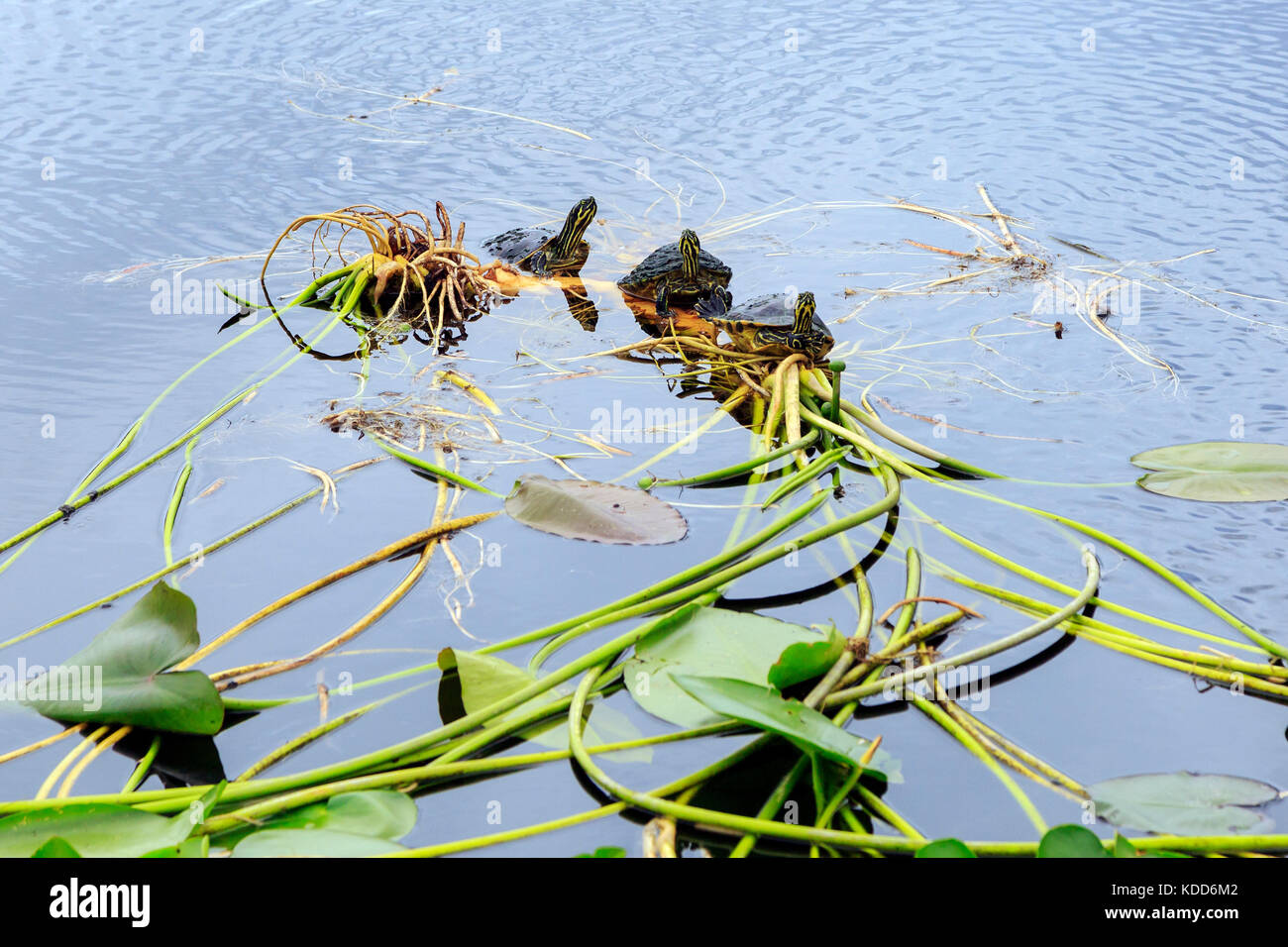 Tre adulti dipinto americano tartarughe in appoggio sul fogliame in un lago, Florida, Stati Uniti d'America Foto Stock