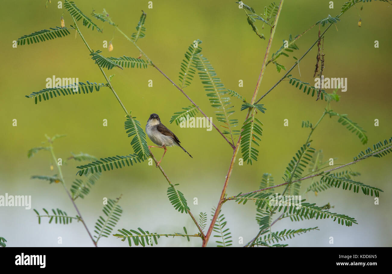 Ashy prinia uccello guardando dritto per la fotocamera Foto Stock