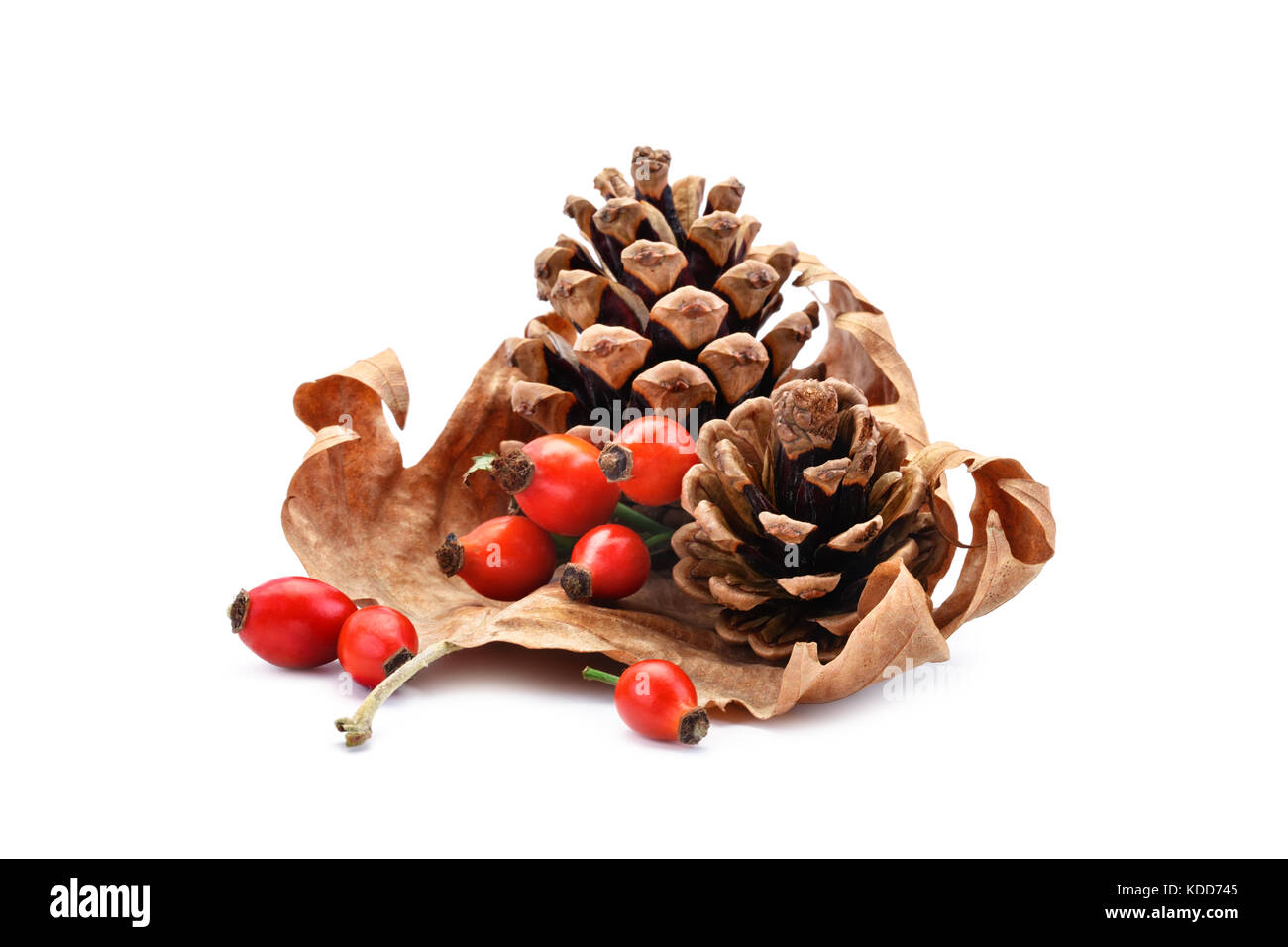 Cono di pino e rosa canina a secco su un autumn leaf. Un oggetto isolato. Foto Stock