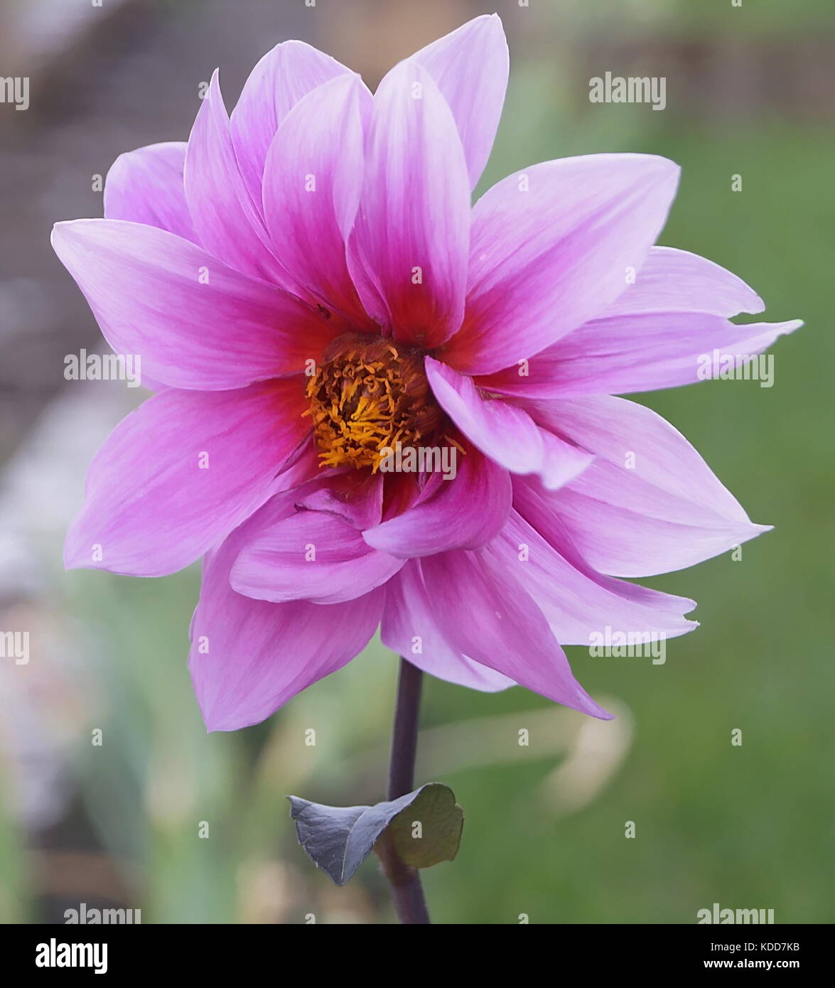 Rosa con dahlia bee Foto Stock