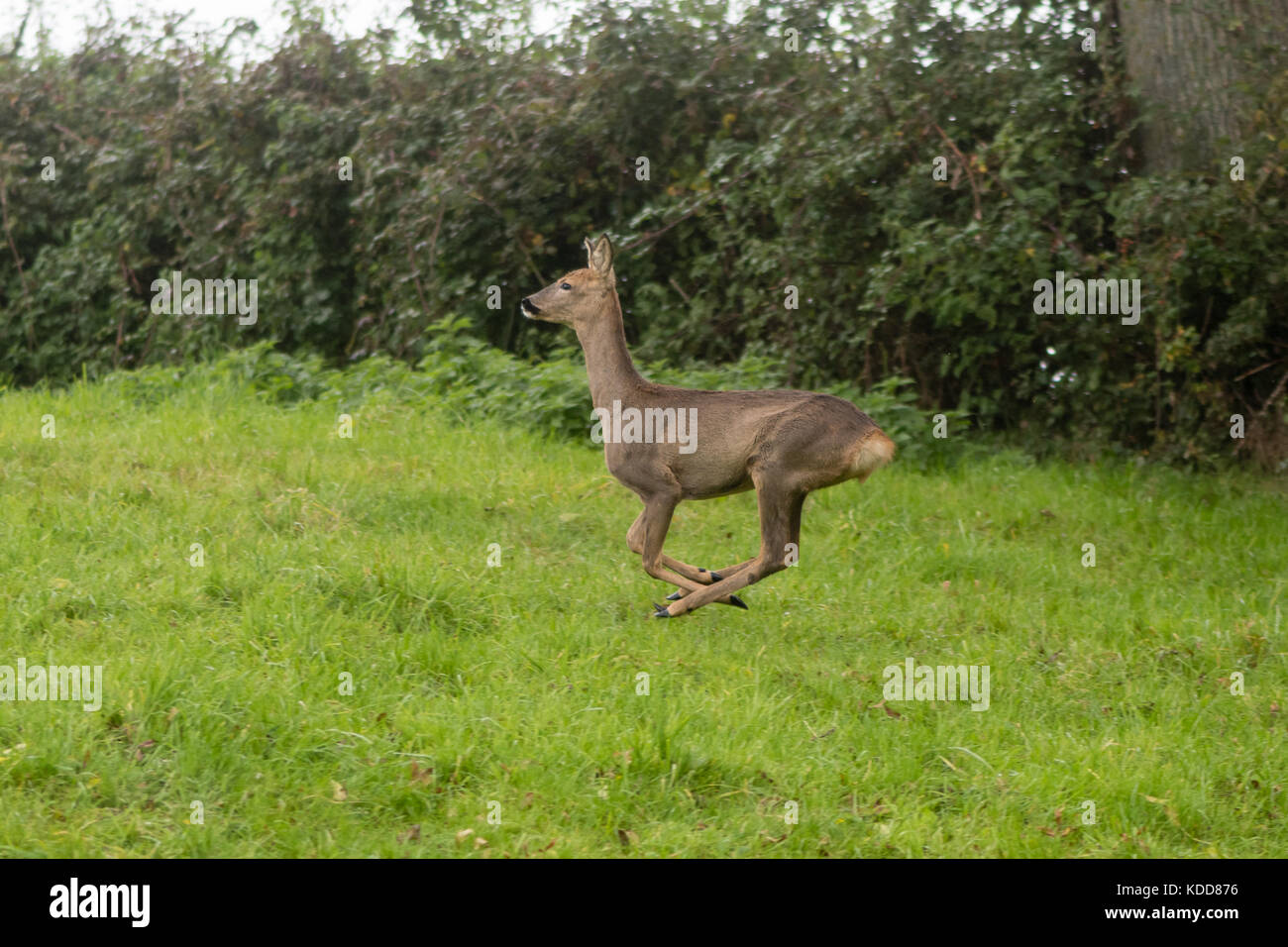 Il capriolo (Capreolus capreolus) doe in esecuzione. piccolo elegante cervi in famiglia cervidae, mostrando fesa di bianco in aria Foto Stock