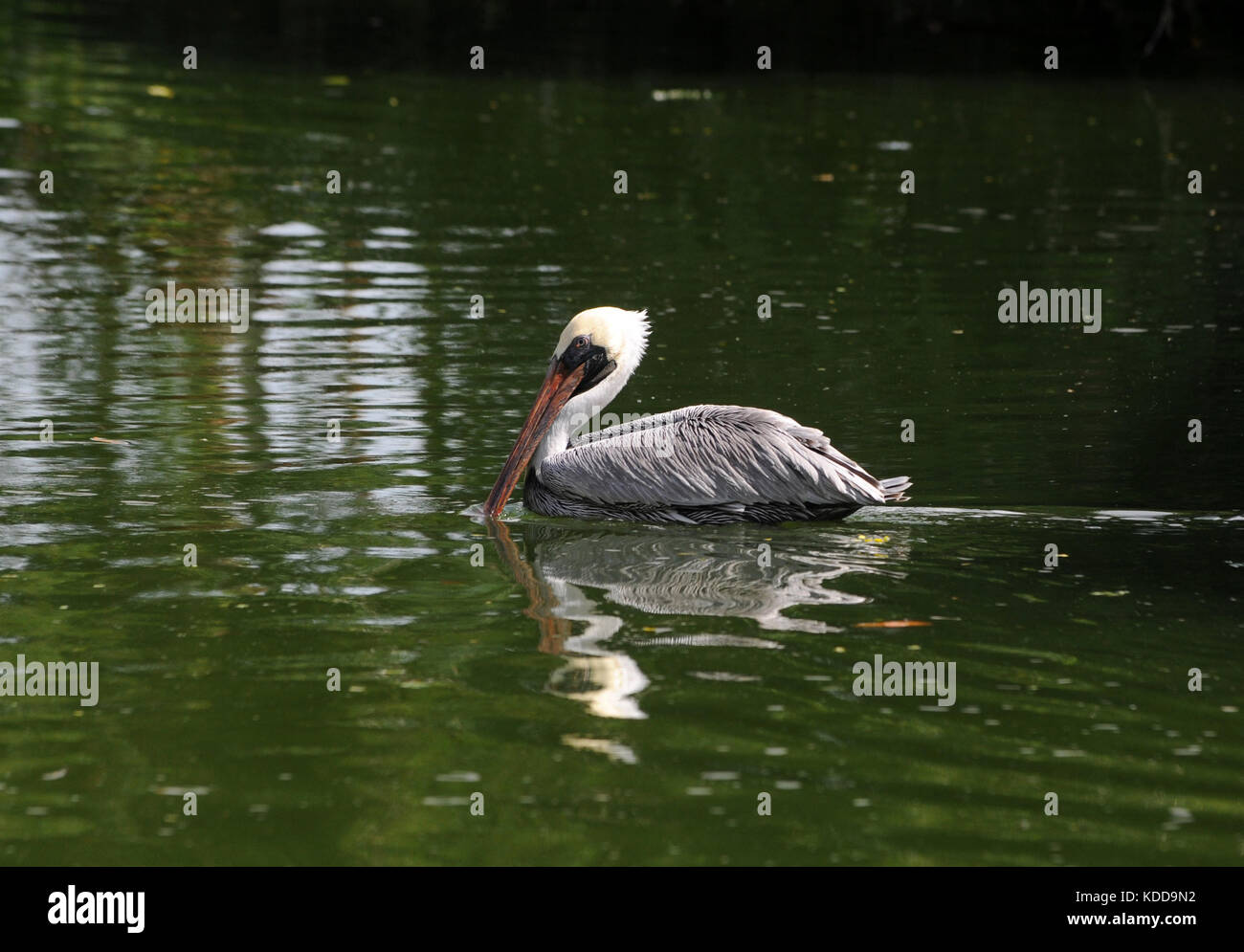 Pellicano grigio visto nella Florida del sud Foto Stock