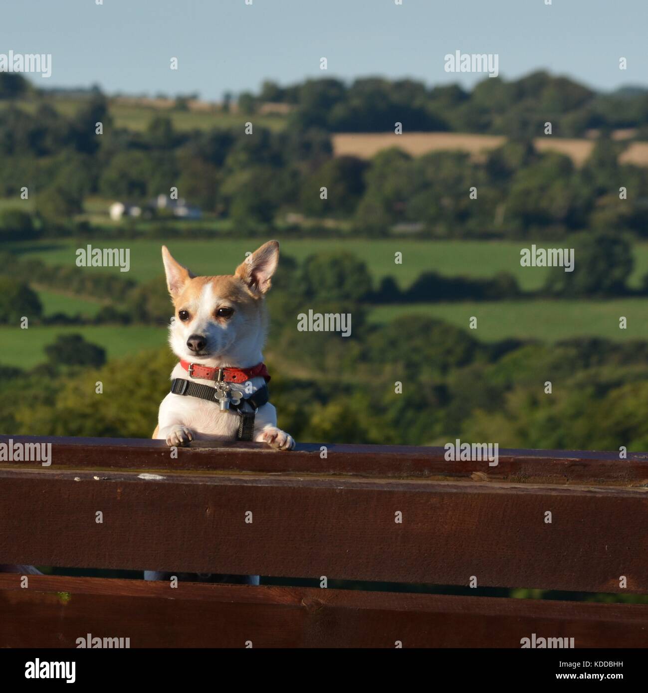 Jack Russel su un banco di lavoro Foto Stock