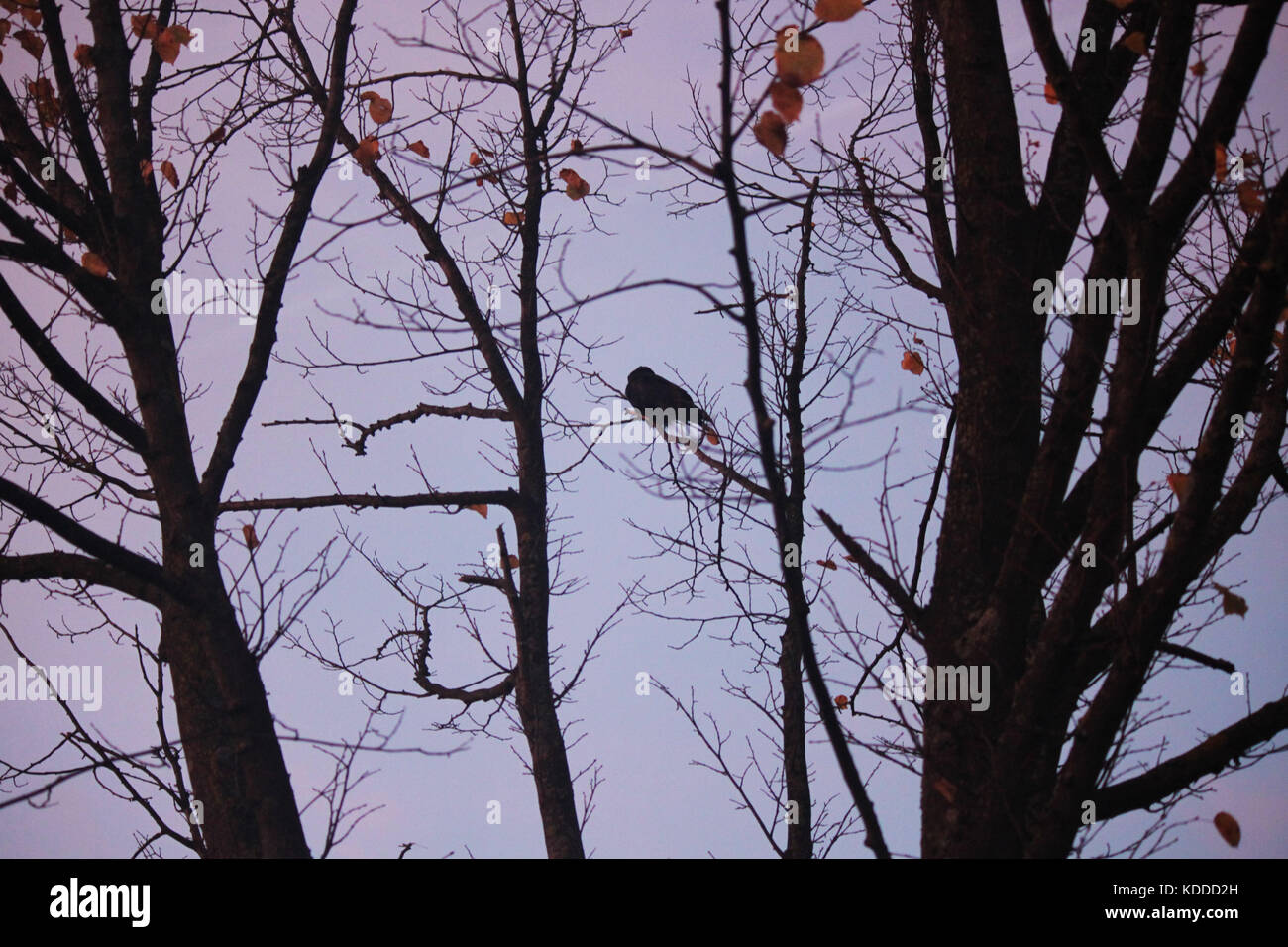 Crow su un albero al tramonto in autunno Foto Stock