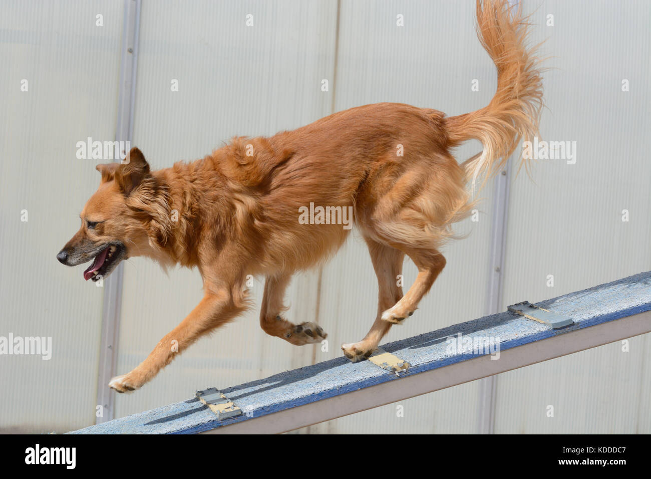 Brown razza cane che corre giù il cane a camminare in outdoor dog agilità Foto Stock