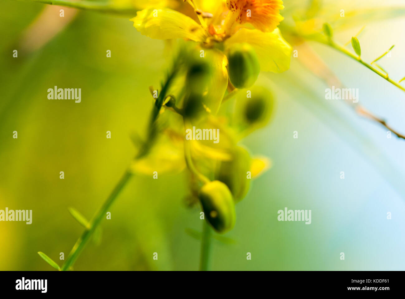 Museo deserto Palo Verde rami di alberi con macro di fiori Foto Stock