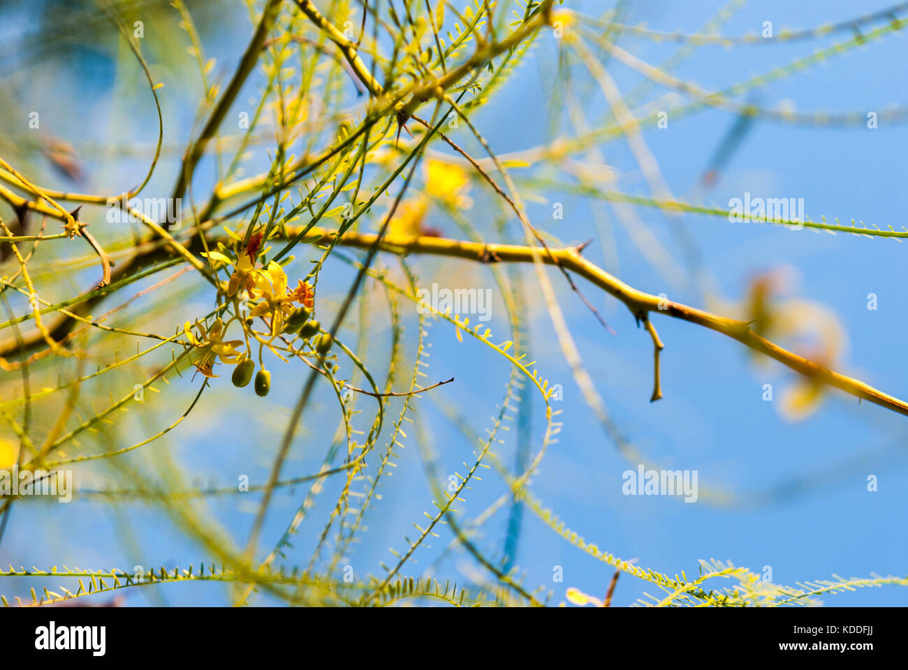 Museo deserto Palo Verde rami di alberi con fiori e cielo blu sullo sfondo di close-up Foto Stock