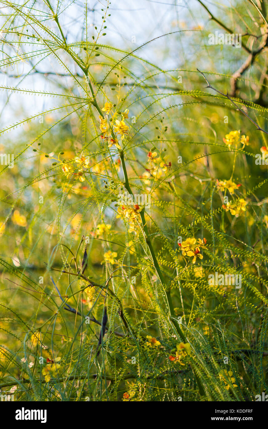 Museo deserto Palo Verde rami di alberi con fiori di close-up Foto Stock