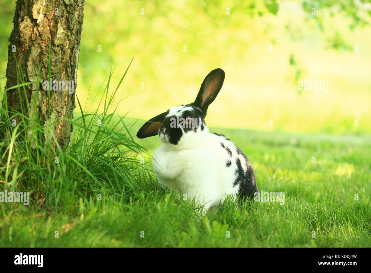 Coniglio sull'erba verde e gialla Foto Stock