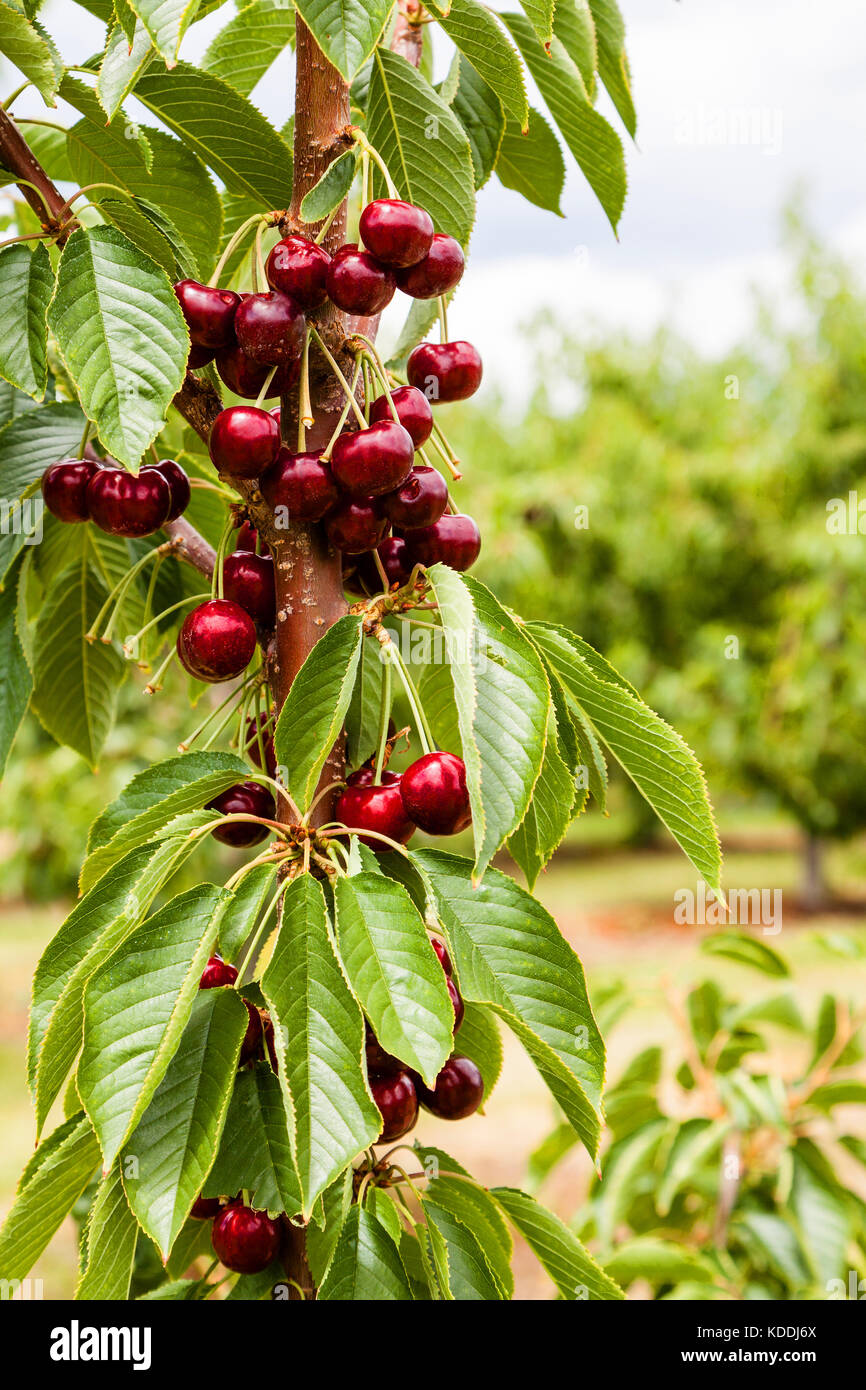 Close up di ciliegie mature su una ciliegia albero da frutta con copia  spazio. orientamento verticale Foto stock - Alamy