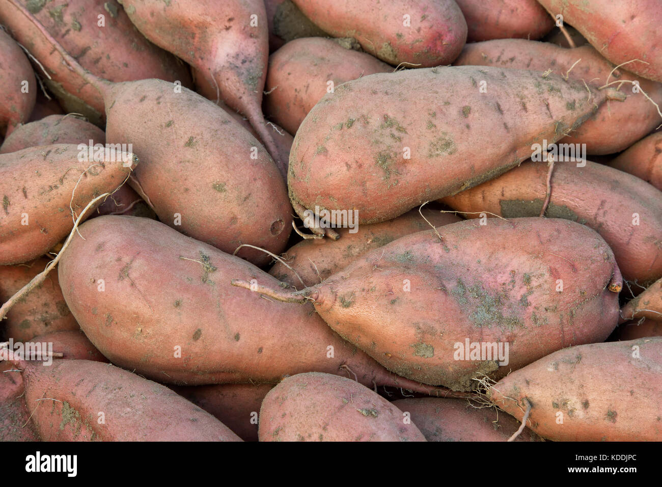 Appena raccolto 'Kamote' cultivar di patate dolci "Ipomoea batatas'. Foto Stock