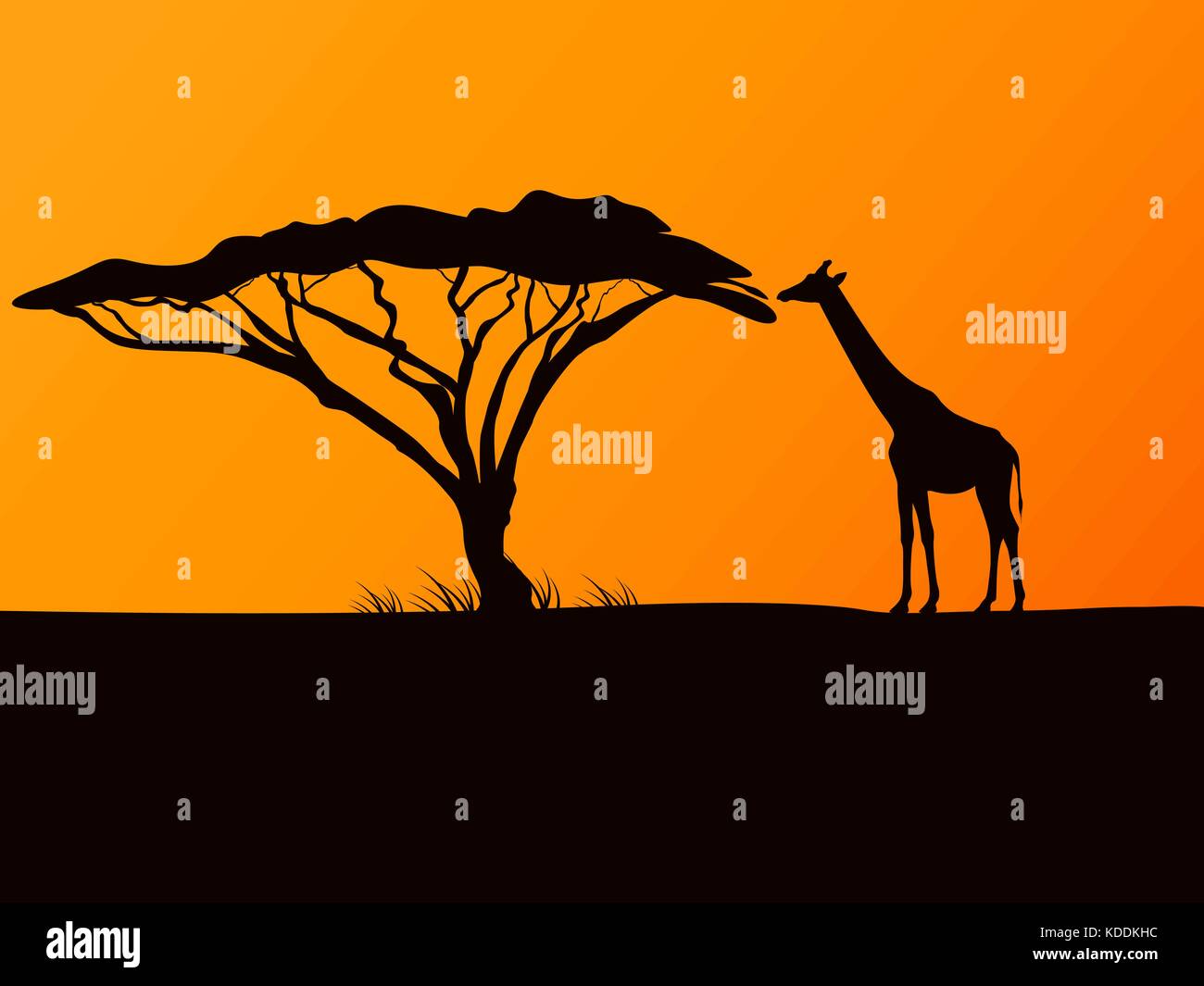 Vettore silhouette nera di una giraffa e acacia Illustrazione Vettoriale
