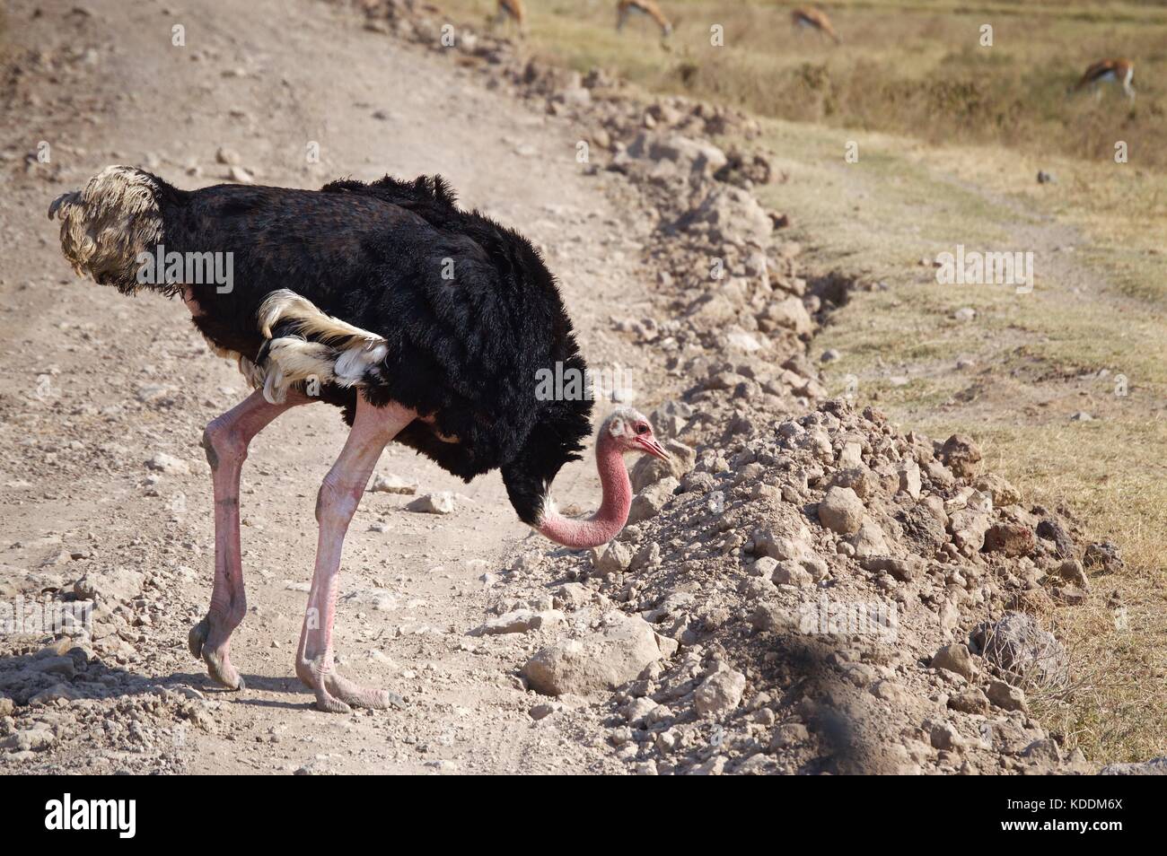 East African struzzi, Parco Nazionale di Tarangire e, Tanzania Foto Stock