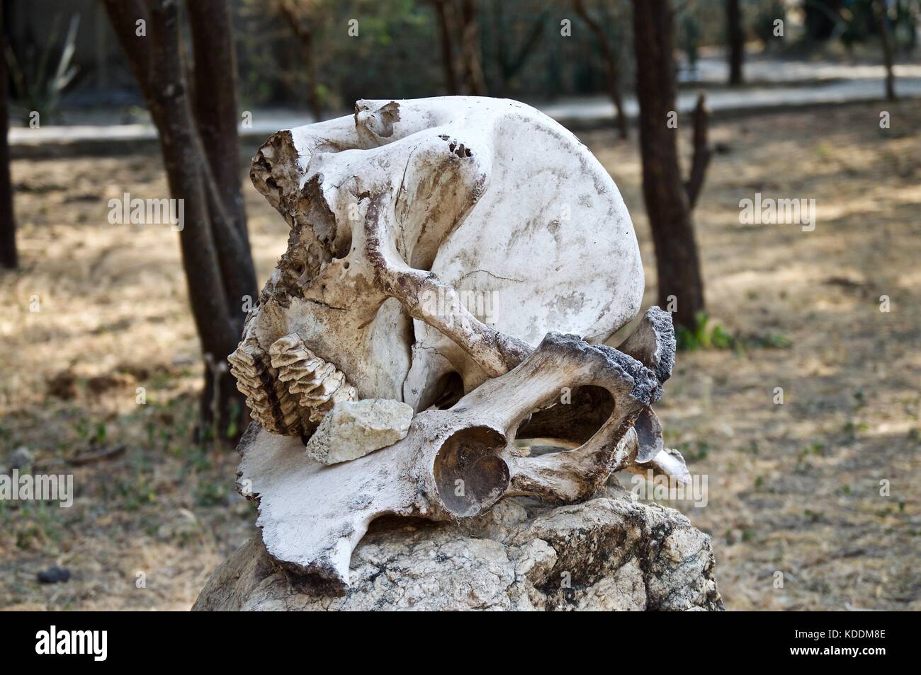 Cranio di elefante, Parco Nazionale di Tarangire e Foto Stock