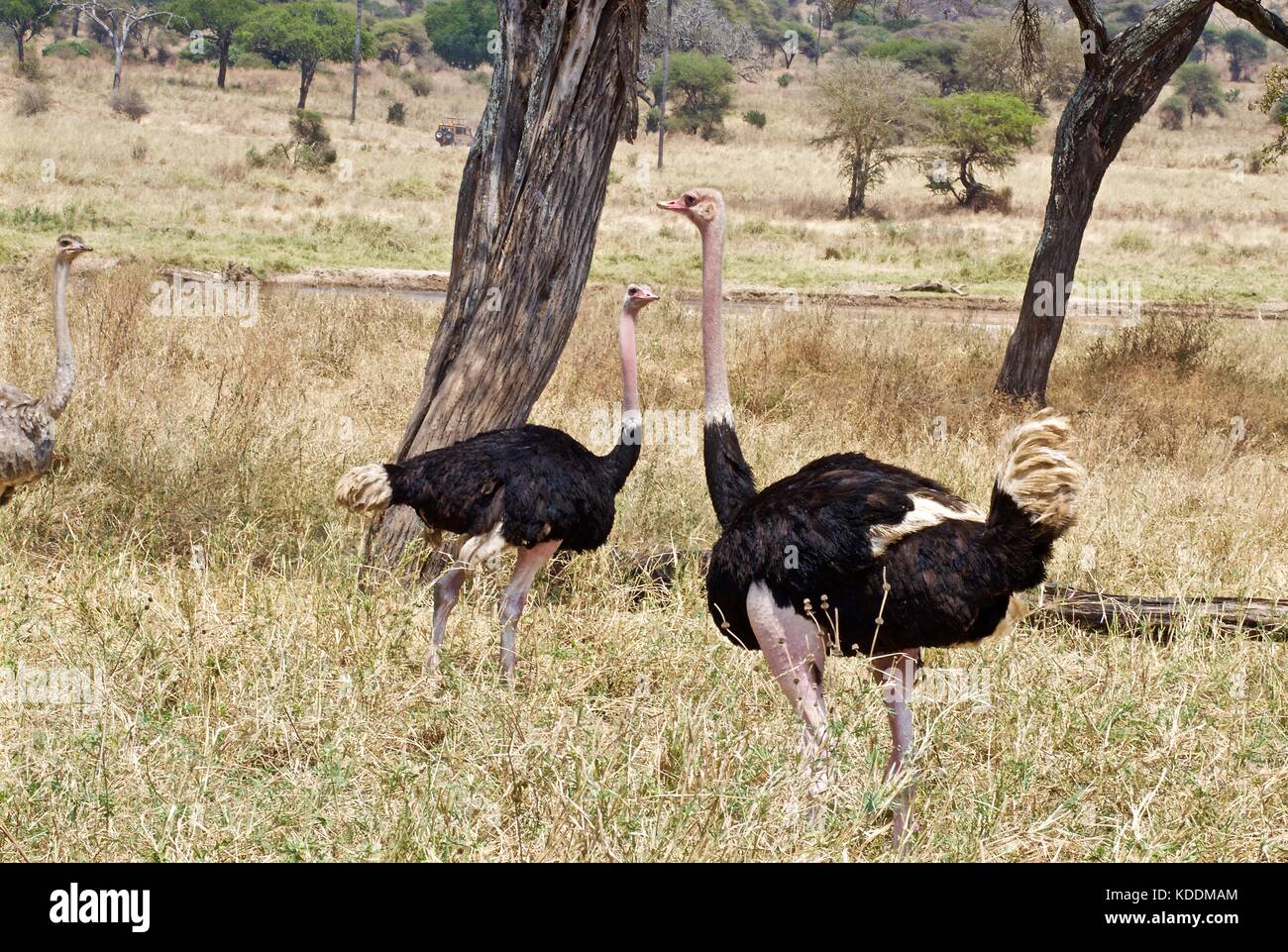 East African struzzi, Parco Nazionale di Tarangire e, Tanzania Foto Stock