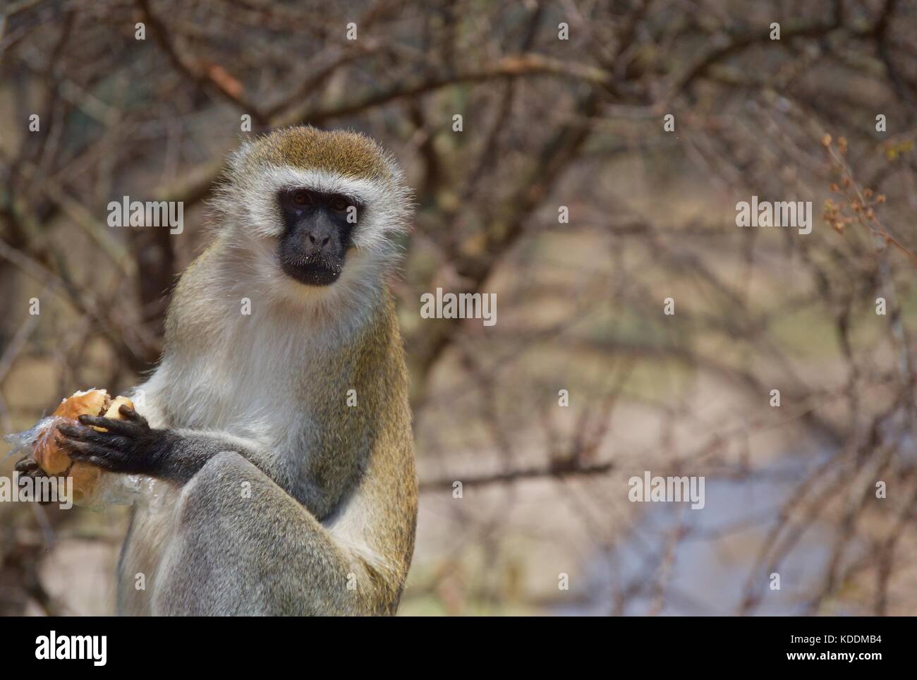 Vervet monkey con il furto di sandwich, Parco Nazionale di Tarangire e Foto Stock