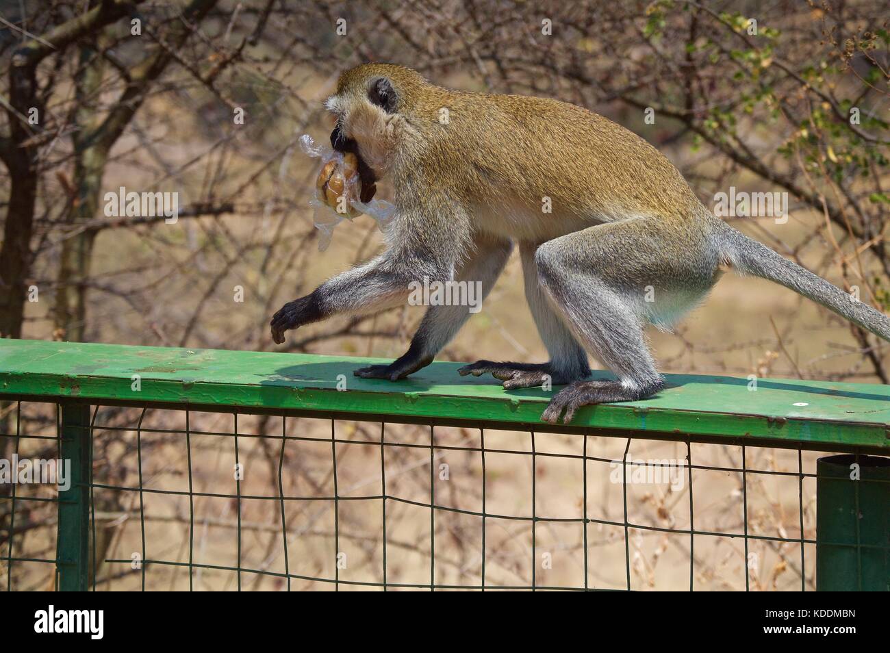 Vervet monkey con il furto di sandwich, Parco Nazionale di Tarangire e Foto Stock
